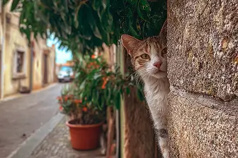 A cat sticking its head out